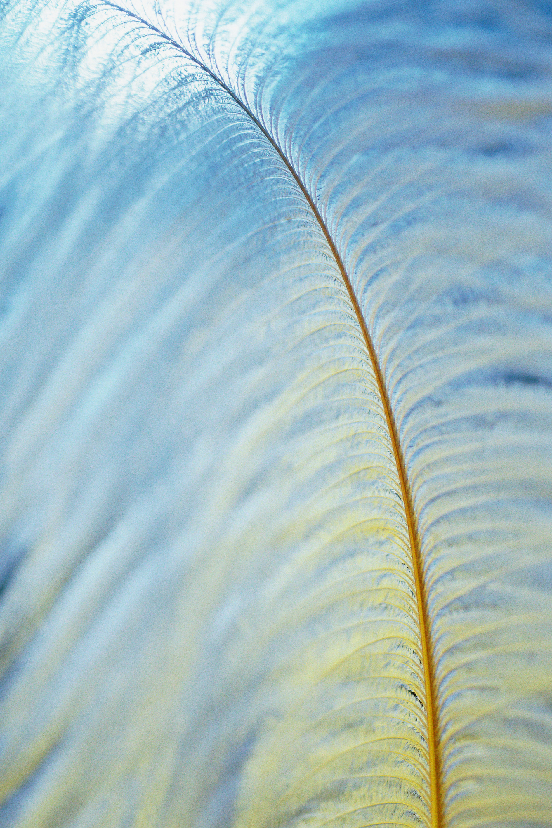 Feather  close-up